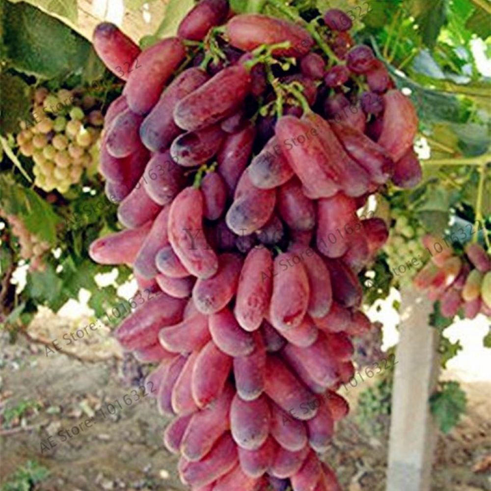 Bahçevilya Black Finger Kırmızı Siyah Üzümü 1 - 2 Yaş Arası Tüplü - Bahçevilya