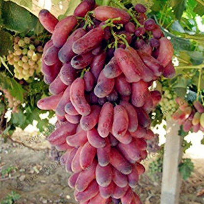 Bahçevilya Black Finger Kırmızı Siyah Üzümü 1 - 2 Yaş Arası Tüplü - Bahçevilya