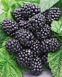 Bahçevilya Böğürtlen (Rubus fruticosus) Fidanı 1 - 2 yaş arası saksılı - Bahçevilya