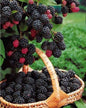 Bahçevilya Böğürtlen (Rubus fruticosus) Fidanı 1 - 2 yaş arası saksılı - Bahçevilya
