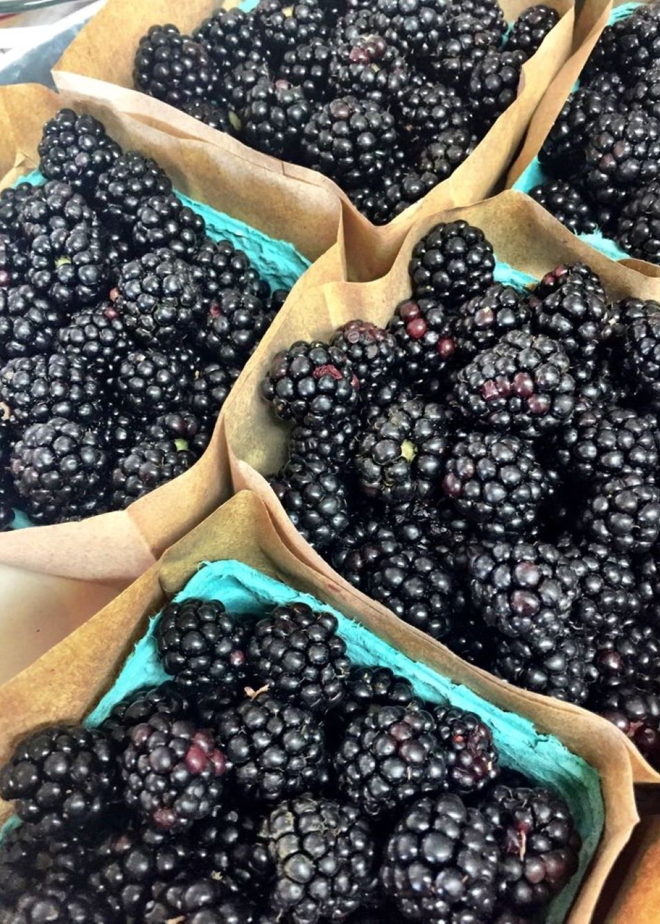 Bahçevilya Böğürtlen (Rubus fruticosus) Fidanı 1 - 2 yaş arası saksılı - Bahçevilya