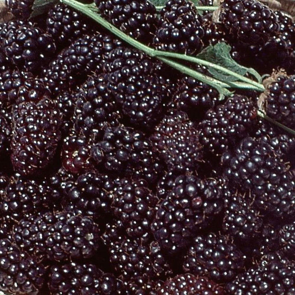 Bahçevilya Böğürtlen (Rubus fruticosus) Fidanı 1 - 2 yaş arası saksılı - Bahçevilya