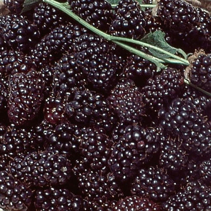 Bahçevilya Böğürtlen (Rubus fruticosus) Fidanı 1 - 2 yaş arası saksılı - Bahçevilya