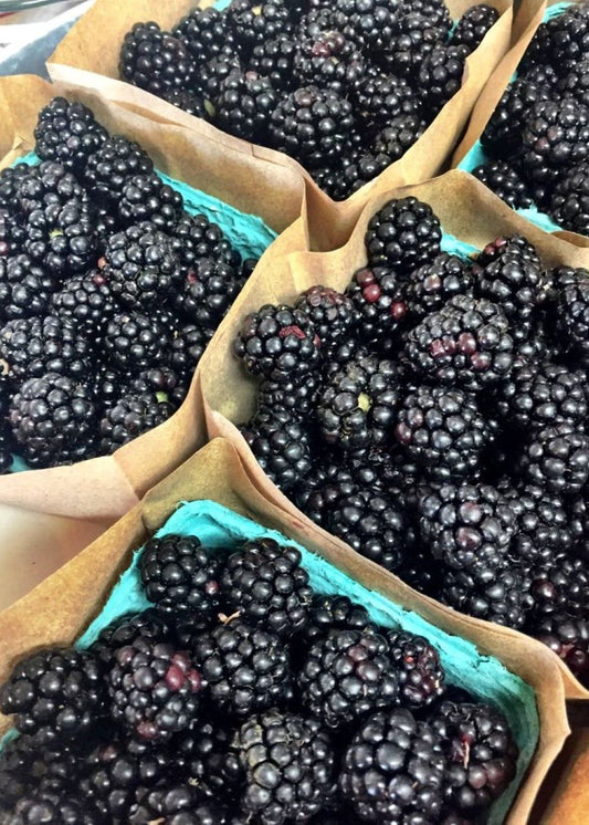 Bahçevilya Böğürtlen (Rubus fruticosus) Fidanı 1 - 2 yaş arası saksılı - Bahçevilya