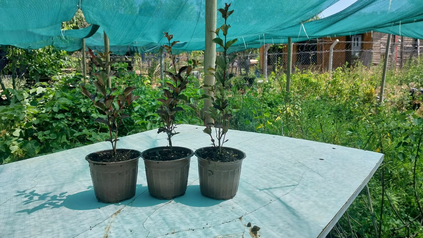 Bahçevilya Bordo yapraklı Oya fidanı kırmızı çiçekli 1 - 2 yaş arası - Bahçevilya