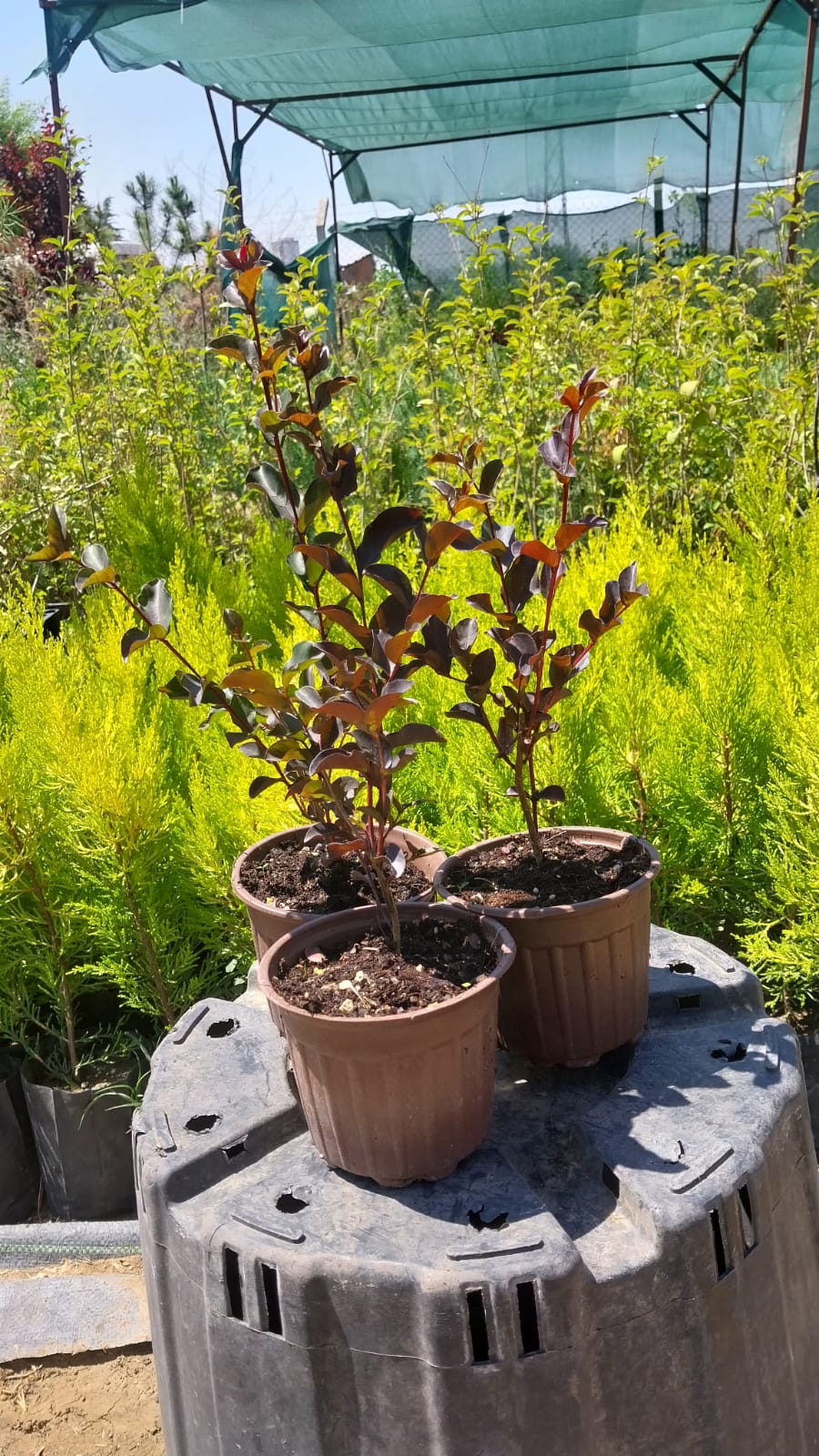 Bahçevilya Bordo yapraklı Oya fidanı kırmızı çiçekli 1 - 2 yaş arası - Bahçevilya