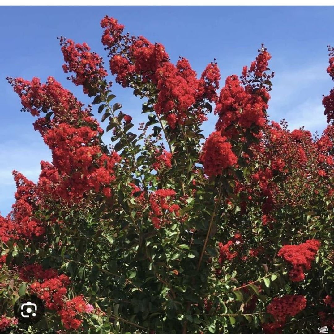 Bahçevilya Bordo yapraklı Oya fidanı kırmızı çiçekli 1 - 2 yaş arası - Bahçevilya