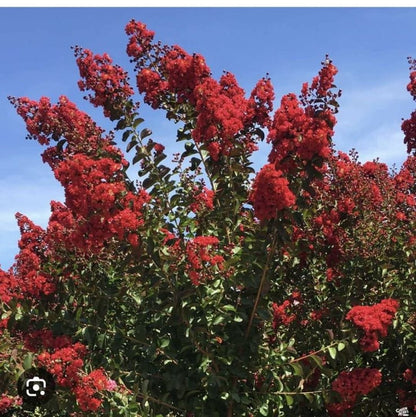 Bahçevilya Bordo yapraklı Oya fidanı kırmızı çiçekli 1 - 2 yaş arası - Bahçevilya