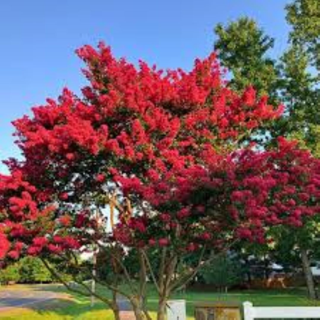 Bahçevilya Bordo yapraklı Oya fidanı kırmızı çiçekli 1 - 2 yaş arası - Bahçevilya