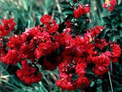 Bahçevilya Bordo yapraklı Oya fidanı kırmızı çiçekli 1 - 2 yaş arası - Bahçevilya