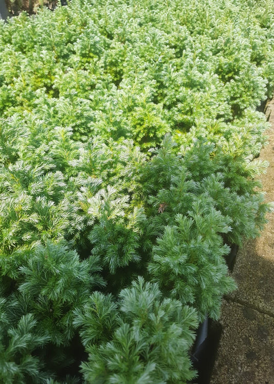 Bahçevilya Boulevard Savara Yalancı Servisi Fidanı 1 - 2 yaş arası tüplü - Bahçevilya