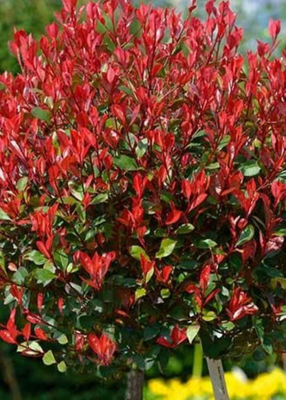 Bahçevilya Boylu Alev Ağacı (Photinia fraseri) Fidanı 40-60 cm 1-2 yaş arası - Bahçevilya