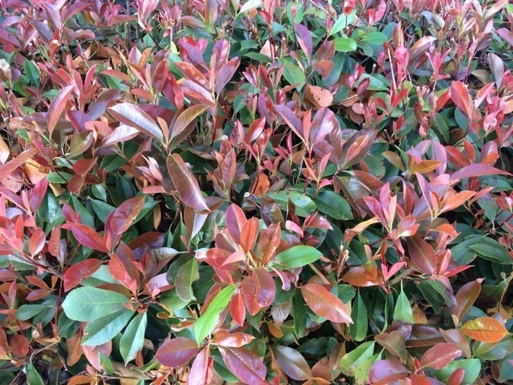 Bahçevilya Boylu Alev Ağacı (Photinia fraseri) Fidanı 40-60 cm 1-2 yaş arası - Bahçevilya