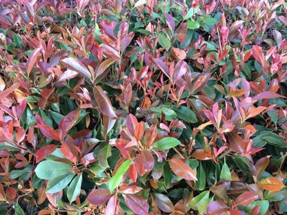 Bahçevilya Boylu Alev Ağacı (Photinia fraseri) Fidanı 40-60 cm 1-2 yaş arası - Bahçevilya