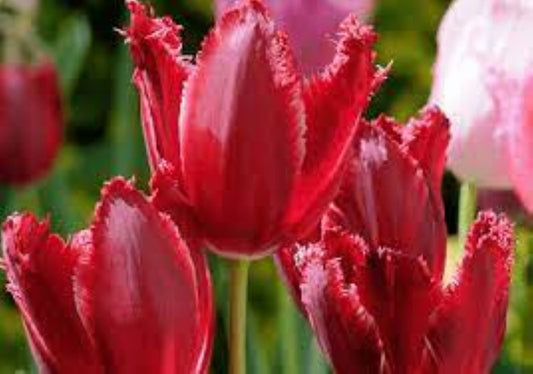 Bahçevilya Burgundy Lace Kırmızı Lale Soğanı – 5 Adet - Bahçevilya