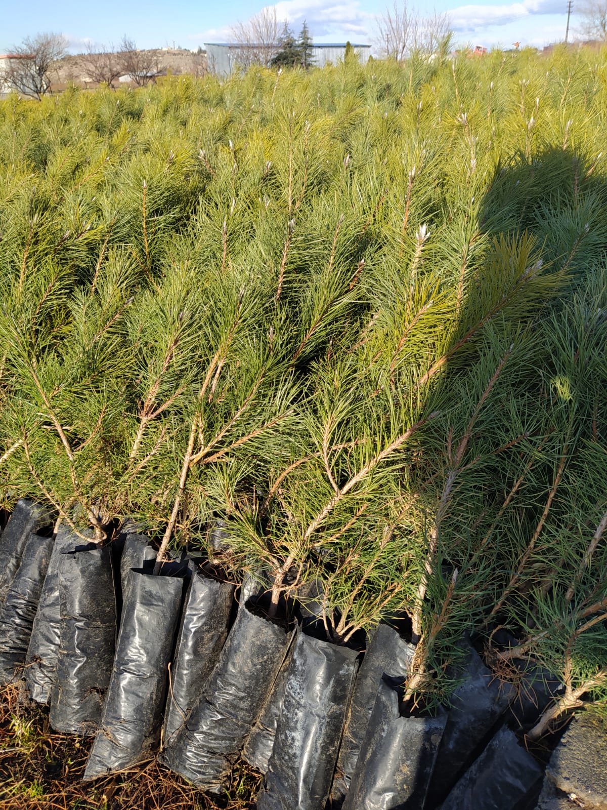 Bahçevilya Çam Fidanı Pinus 40 cm Boy 1 - 2 yaş arası tüplü - Bahçevilya