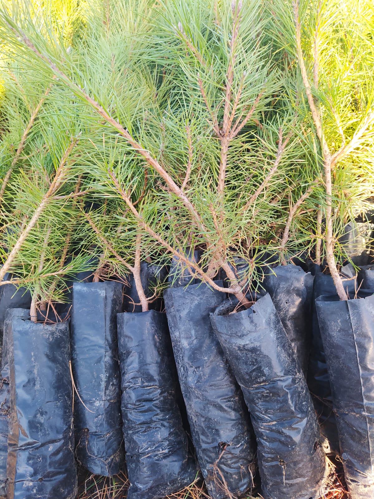 Bahçevilya Çam Fidanı Pinus 40 cm Boy 1 - 2 yaş arası tüplü - Bahçevilya