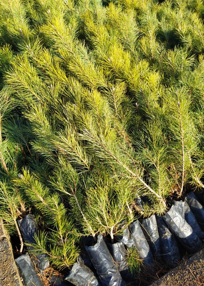 Bahçevilya Çam Fidanı Pinus 40 cm Boy 1 - 2 yaş arası tüplü - Bahçevilya