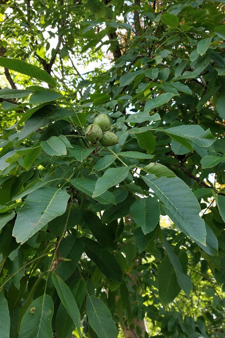 Bahçevilya Chandler Anadolu Cevizi Fidanı 2 Yaşında tüplü - Bahçevilya