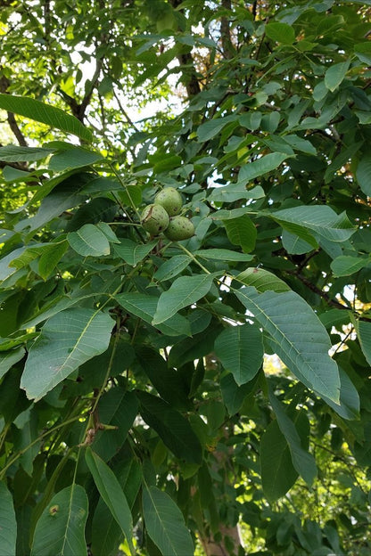 Bahçevilya Chandler Anadolu Cevizi Fidanı 2 Yaşında tüplü - Bahçevilya