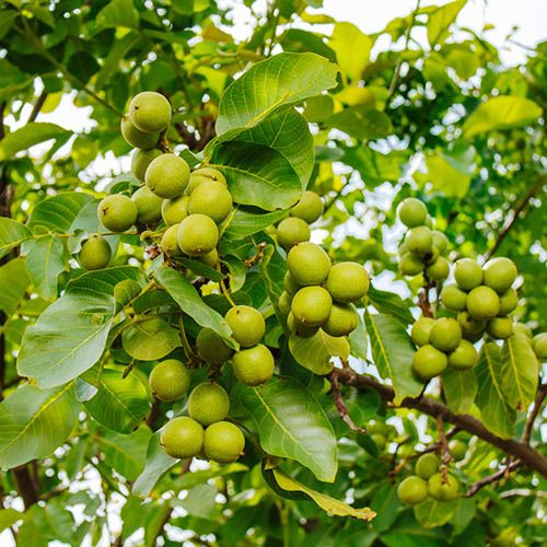 Bahçevilya Chandler Anadolu Cevizi Fidanı 2 Yaşında tüplü - Bahçevilya