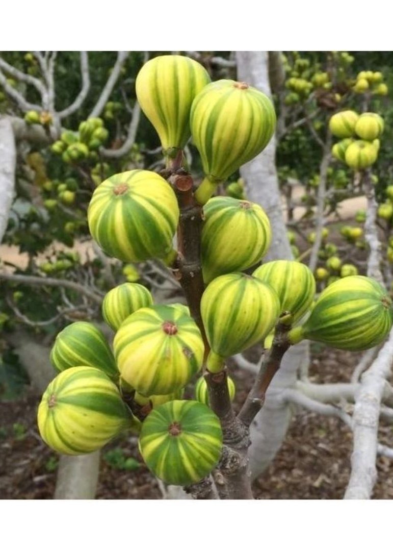 Bahçevilya Çilek Aromalı Sarı Yeşil Çizgili Incir Fidanı [tiger Fig] 1 Yaş Saksılı 30 - 60 Cm - Bahçevilya