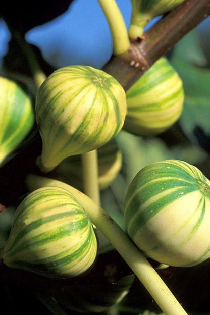 Bahçevilya Çilek Aromalı Sarı Yeşil Çizgili Incir Fidanı [tiger Fig] 1 Yaş Saksılı 30 - 60 Cm - Bahçevilya