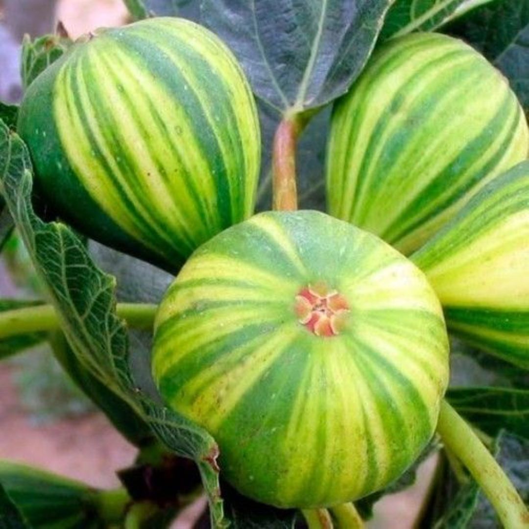 Bahçevilya Çilek Aromalı Sarı Yeşil Çizgili Incir Fidanı [tiger Fig] 1 Yaş Saksılı 30 - 60 Cm - Bahçevilya