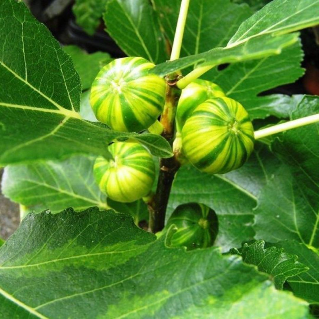 Bahçevilya Çilek Aromalı Sarı Yeşil Çizgili Incir Fidanı [tiger Fig] 1 Yaş Saksılı 30 - 60 Cm - Bahçevilya
