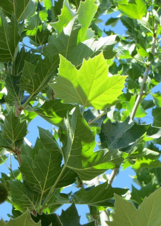 Bahçevilya Çınar Fidanı 1 Adet Tüplü 60 - 100 cm tüplü - Bahçevilya