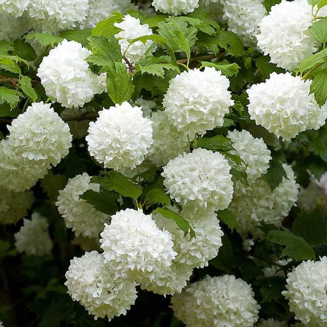 Bahçevilya Çınar Kartopu Fidanı (Viburnum opulus) - Bahçeniz İçin Zarif ve Dayanıklı 2 yaşında tüplü - Bahçevilya