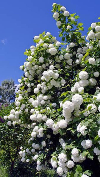 Bahçevilya Çınar Kartopu Fidanı (Viburnum opulus) - Bahçeniz İçin Zarif ve Dayanıklı 2 yaşında tüplü - Bahçevilya