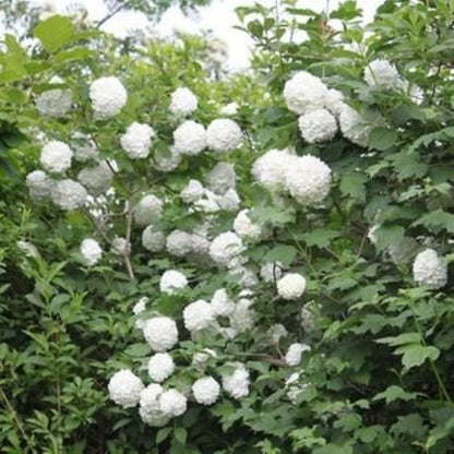 Bahçevilya Çınar Kartopu Fidanı (Viburnum opulus) - Bahçeniz İçin Zarif ve Dayanıklı 2 yaşında tüplü - Bahçevilya