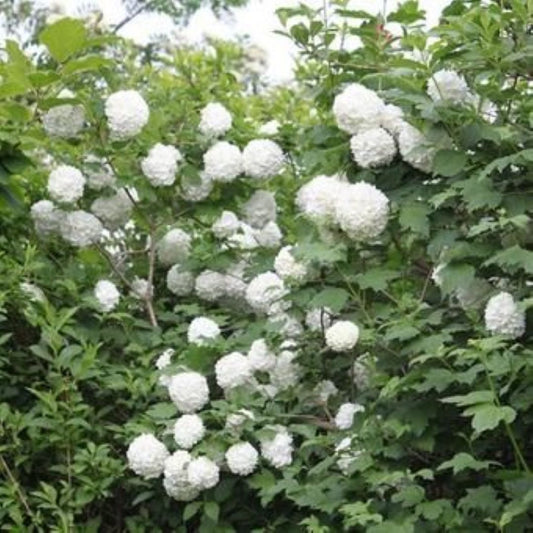 Bahçevilya Çınar Kartopu Fidanı (Viburnum opulus) - Bahçeniz İçin Zarif ve Dayanıklı 2 yaşında tüplü - Bahçevilya
