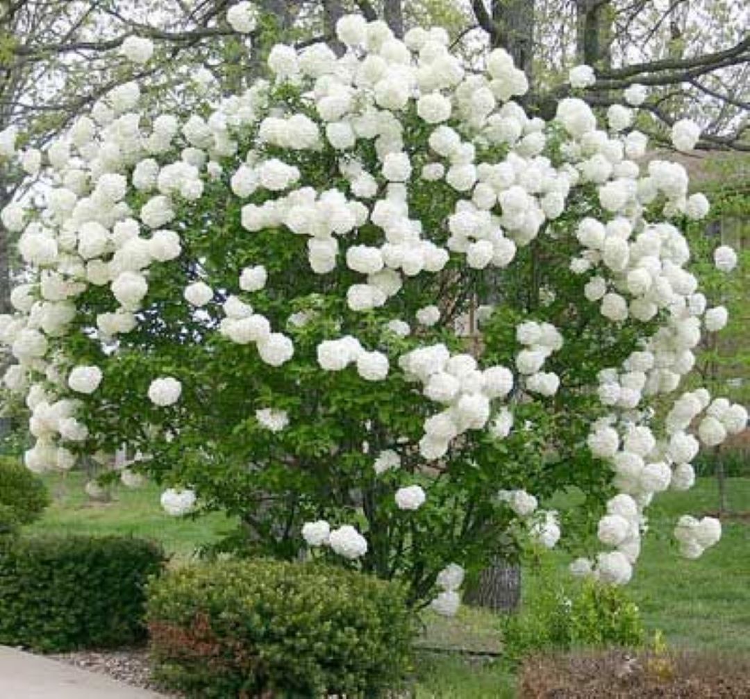 Bahçevilya Çınar Yapraklı Kartopu Fidanı 50 70 Cm 1 - 2 yaş - Bahçevilya