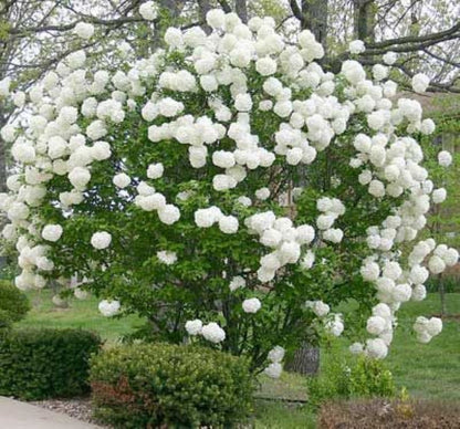 Bahçevilya Çınar Yapraklı Kartopu Fidanı 50 70 Cm 1 - 2 yaş - Bahçevilya