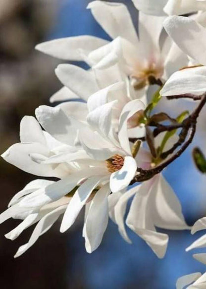 Bahçevilya Dayanıklı Yaprak Döken Manolya Fidanı - 2 Yaşında tüplü - Bahçevilya