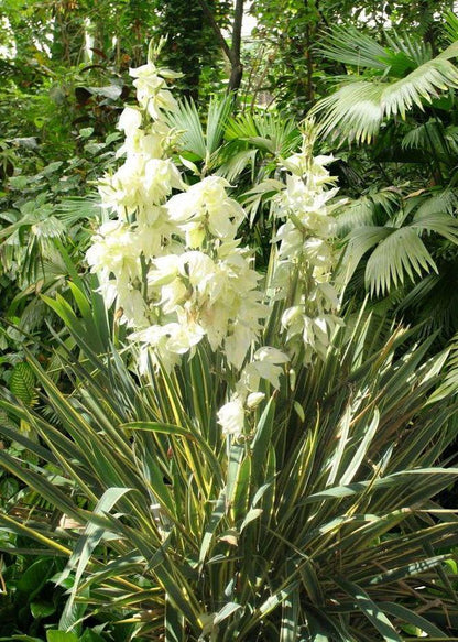 Bahçevilya Dış Mekan Avize Çiçeği 30cm - 50cm 1 - 2 yaş arası tüplü - Bahçevilya