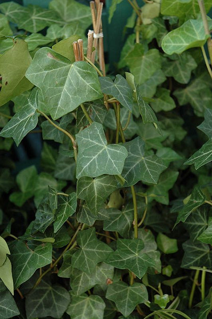 Bahçevilya Duvar Sarmaşığı (Hedera helix) Fidanı 20 - 50 cm saksılı - Bahçevilya