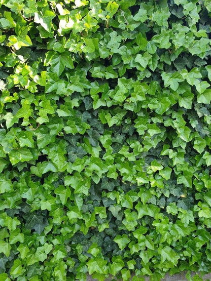 Bahçevilya Duvar Sarmaşığı (Hedera helix) Fidanı 20 - 50 cm saksılı - Bahçevilya