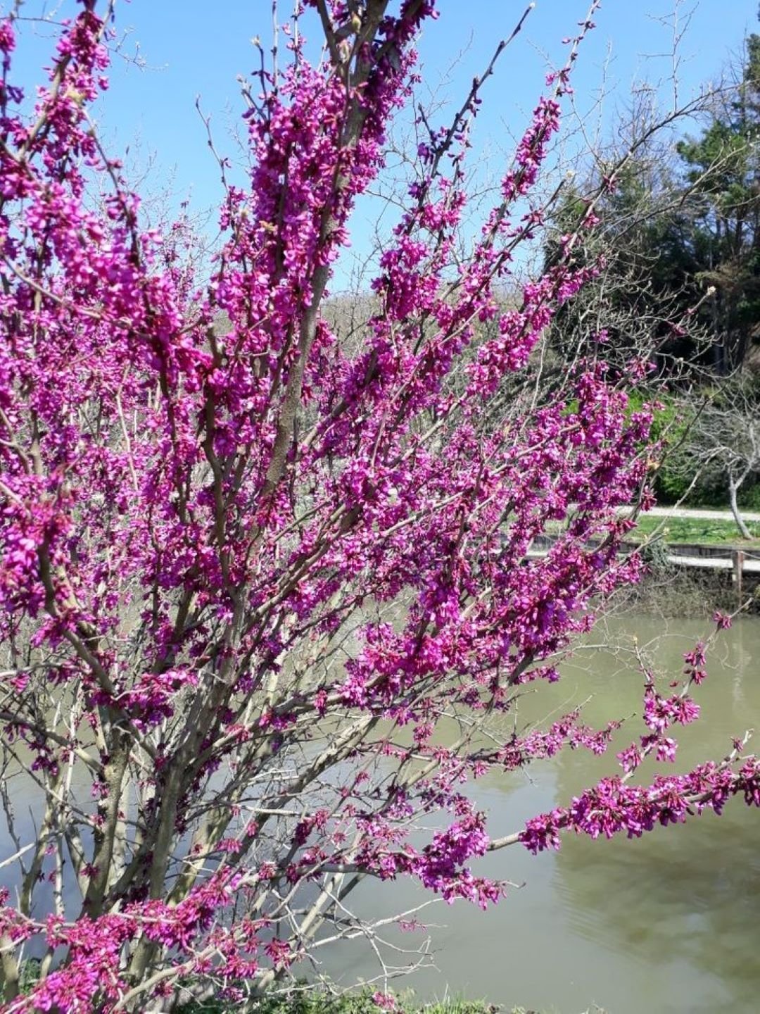 Bahçevilya Erguvan Ağacı (Cercis siliquastrum) Fidanı 40 - 50 cm arası saksılı - Bahçevilya