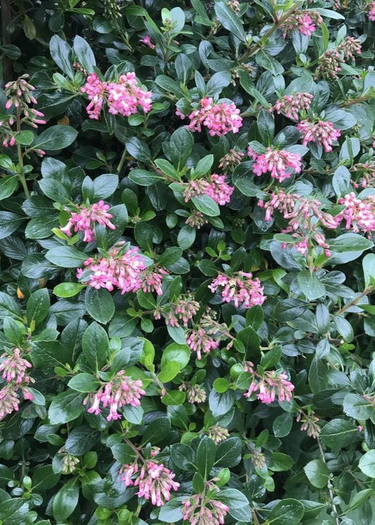 Bahçevilya Eskolonya Fidanı [Escallonia leavis pink] elle 1 - 2 yaş arası saksılı - Bahçevilya