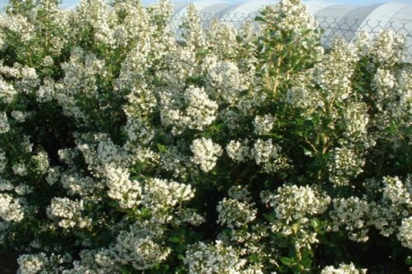 Bahçevilya Estetik ve Beyaz Çiçekli Eskalonya Fidanı (Escallonia) 1 - 2 yaş arası saksılı - Bahçevilya