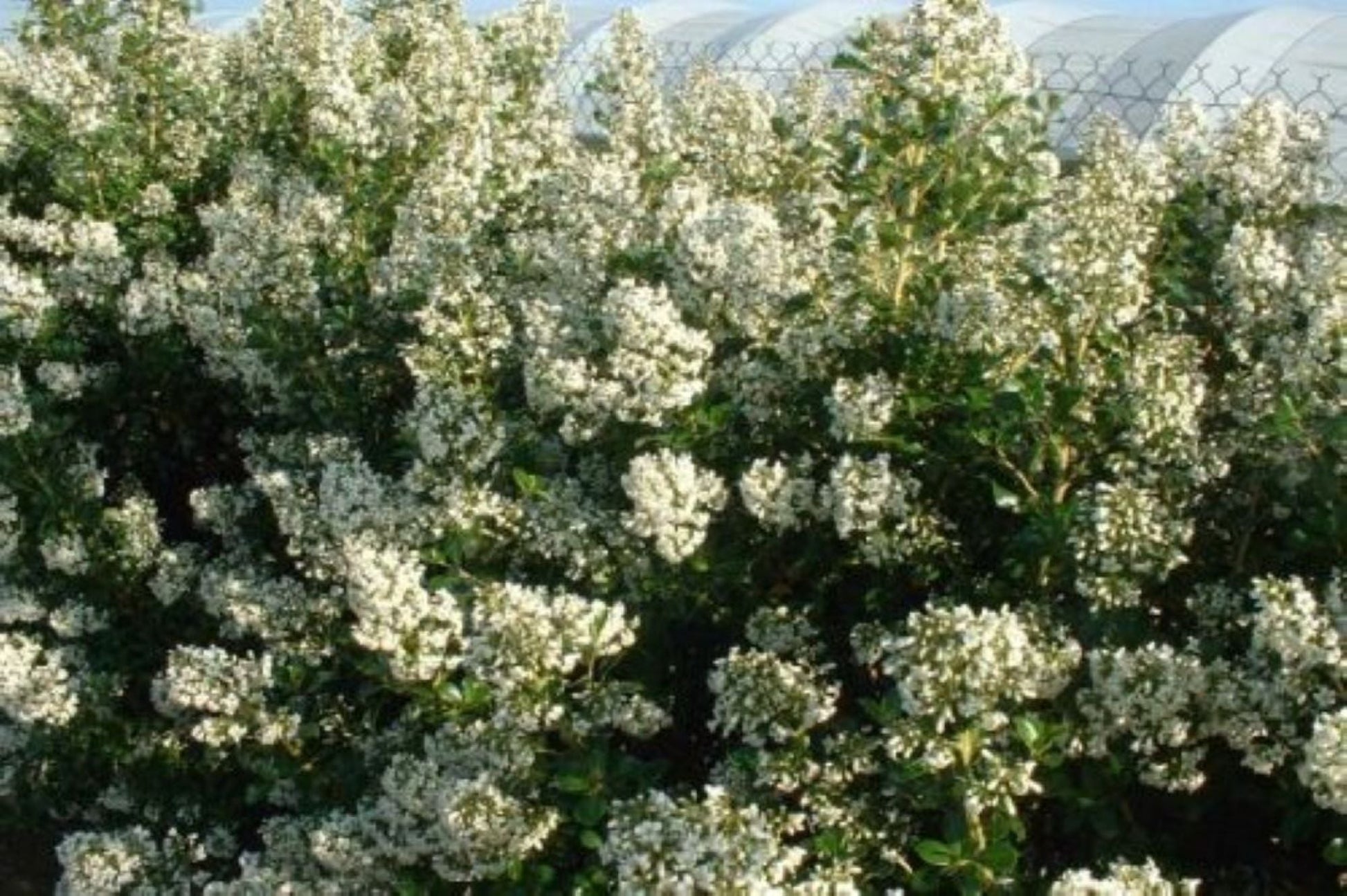 Bahçevilya Estetik ve Beyaz Çiçekli Eskalonya Fidanı (Escallonia) 1 - 2 yaş arası saksılı - Bahçevilya