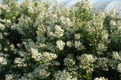 Bahçevilya Estetik ve Beyaz Çiçekli Eskalonya Fidanı (Escallonia) 1 - 2 yaş arası saksılı - Bahçevilya