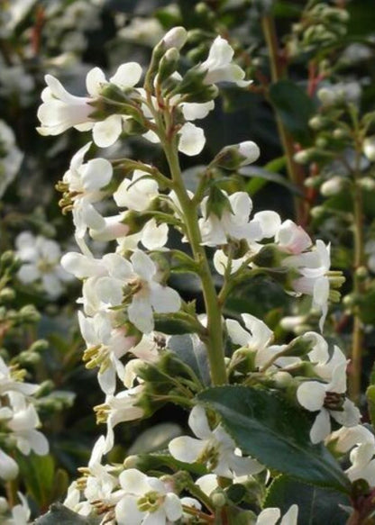 Bahçevilya Estetik ve Beyaz Çiçekli Eskalonya Fidanı (Escallonia) 1 - 2 yaş arası saksılı - Bahçevilya