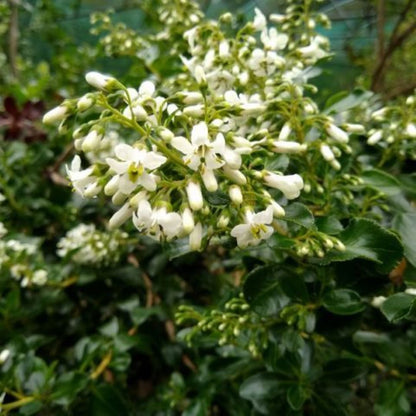 Bahçevilya Estetik ve Beyaz Çiçekli Eskalonya Fidanı (Escallonia) 1 - 2 yaş arası saksılı - Bahçevilya