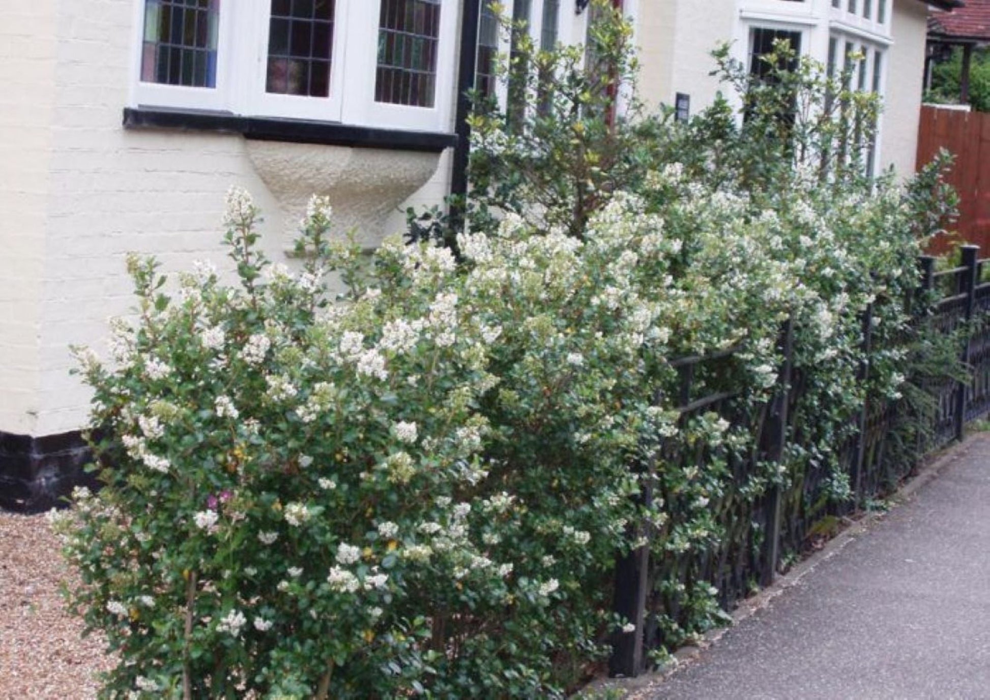 Bahçevilya Estetik ve Beyaz Çiçekli Eskalonya Fidanı (Escallonia) 1 - 2 yaş arası saksılı - Bahçevilya