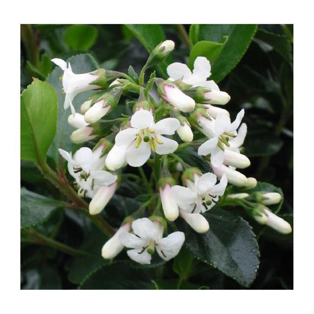 Bahçevilya Estetik ve Beyaz Çiçekli Eskalonya Fidanı (Escallonia) 1 - 2 yaş arası saksılı - Bahçevilya