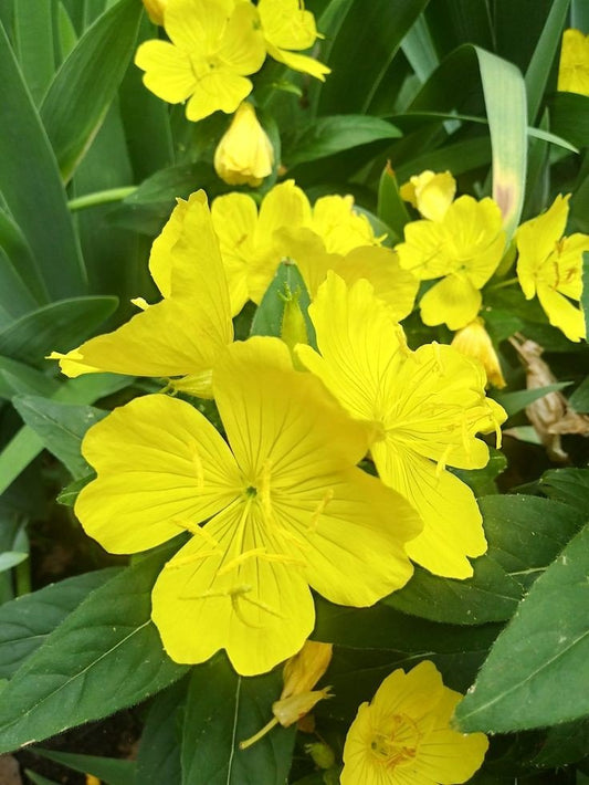 Bahçevilya Ezan Çiçeği tohumu 35 adet tohum - Bahçevilya